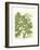 Weinmann Greenery I-Johann Wilhelm Weinmann-Framed Art Print