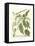Weinmann Greenery II-Johann Wilhelm Weinmann-Framed Stretched Canvas