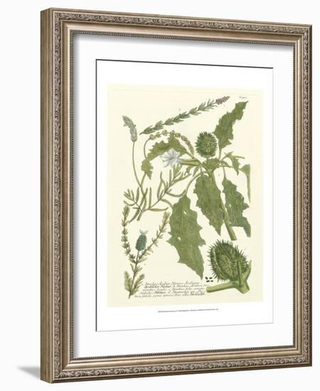 Weinmann Greenery II-Johann Wilhelm Weinmann-Framed Art Print