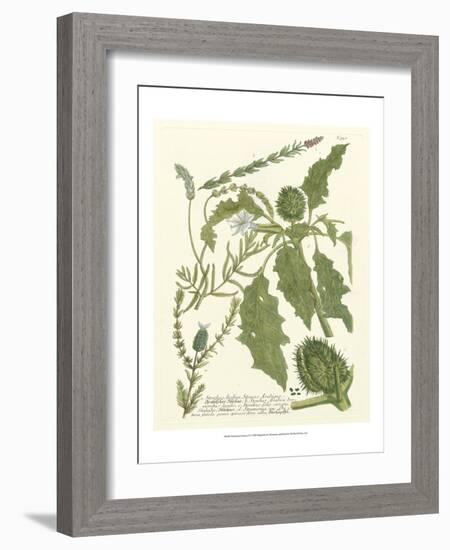 Weinmann Greenery II-Johann Wilhelm Weinmann-Framed Art Print