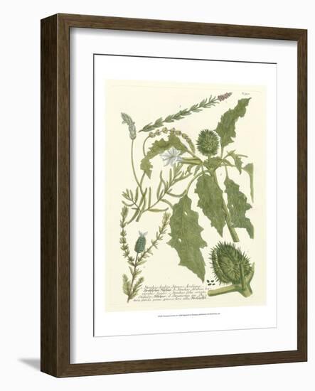 Weinmann Greenery II-Johann Wilhelm Weinmann-Framed Art Print
