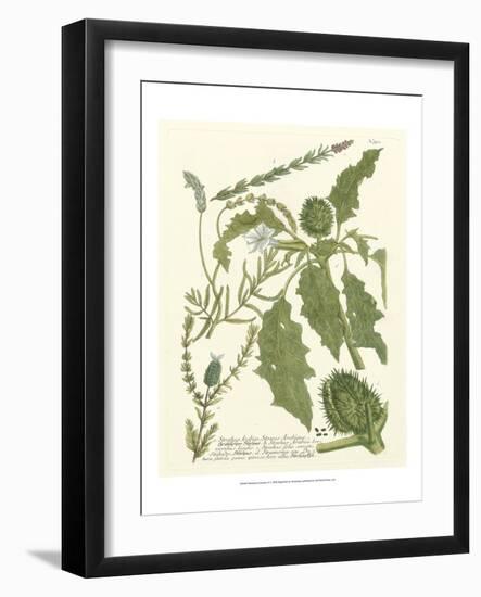 Weinmann Greenery II-Johann Wilhelm Weinmann-Framed Art Print