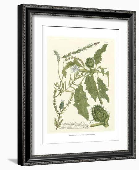 Weinmann Greenery II-Johann Wilhelm Weinmann-Framed Art Print