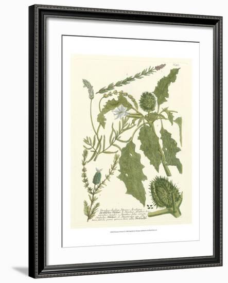Weinmann Greenery II-Johann Wilhelm Weinmann-Framed Art Print