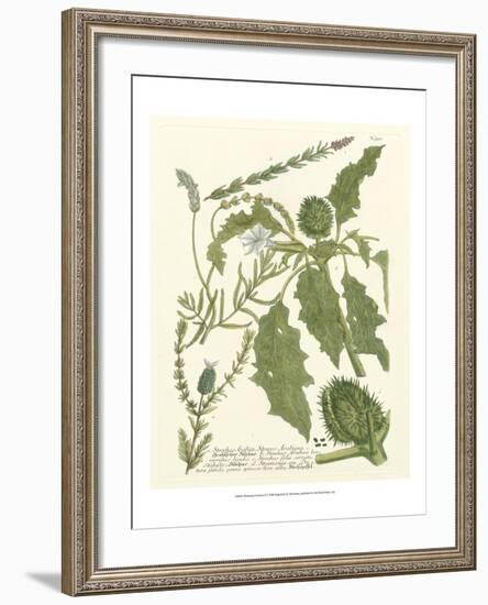 Weinmann Greenery II-Johann Wilhelm Weinmann-Framed Art Print