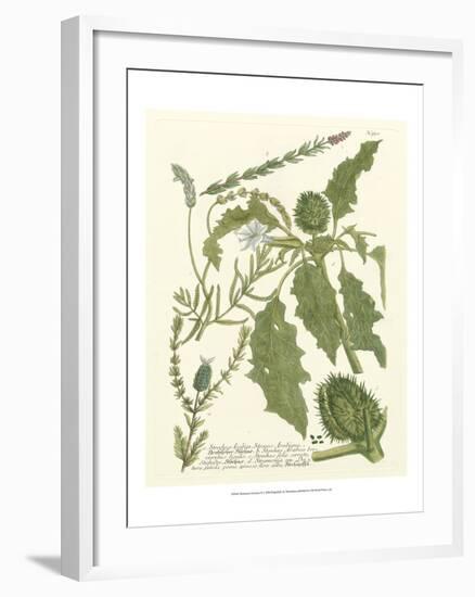 Weinmann Greenery II-Johann Wilhelm Weinmann-Framed Art Print