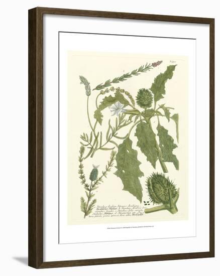 Weinmann Greenery II-Johann Wilhelm Weinmann-Framed Art Print