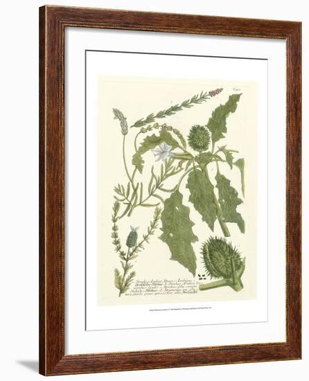 Weinmann Greenery II-Johann Wilhelm Weinmann-Framed Art Print