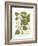 Weinmann Greenery III-Johann Wilhelm Weinmann-Framed Art Print