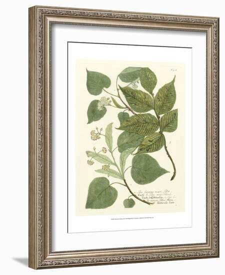 Weinmann Greenery III-Johann Wilhelm Weinmann-Framed Art Print