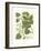 Weinmann Greenery III-Johann Wilhelm Weinmann-Framed Art Print