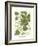 Weinmann Greenery III-Johann Wilhelm Weinmann-Framed Art Print