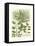 Weinmann Greenery IV-Johann Wilhelm Weinmann-Framed Stretched Canvas