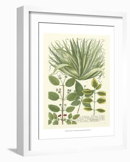 Weinmann Greenery IV-Johann Wilhelm Weinmann-Framed Art Print