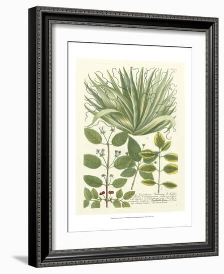 Weinmann Greenery IV-Johann Wilhelm Weinmann-Framed Art Print