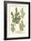 Weinmann Leaves II-Johann Wilhelm Weinmann-Framed Art Print