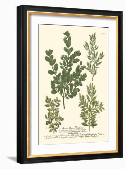 Weinmann Leaves II-Johann Wilhelm Weinmann-Framed Art Print