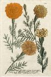 Saffron Garden IV-Weinmann-Art Print