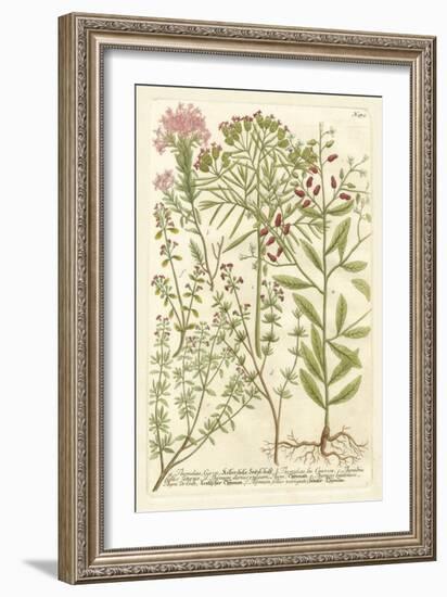 Weinmann's Garden I-Johann Wilhelm Weinmann-Framed Art Print