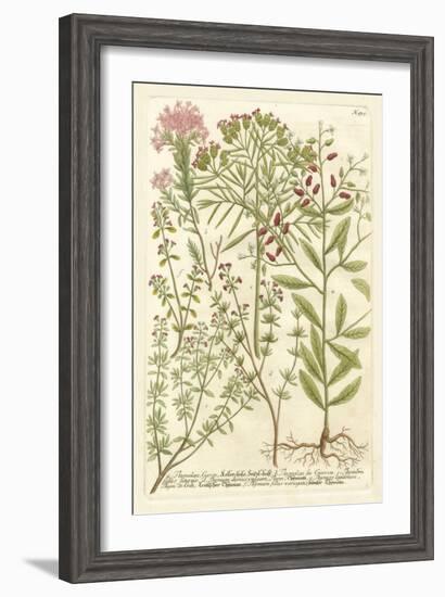 Weinmann's Garden I-Johann Wilhelm Weinmann-Framed Art Print