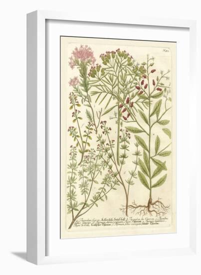 Weinmann's Garden I-Johann Wilhelm Weinmann-Framed Art Print