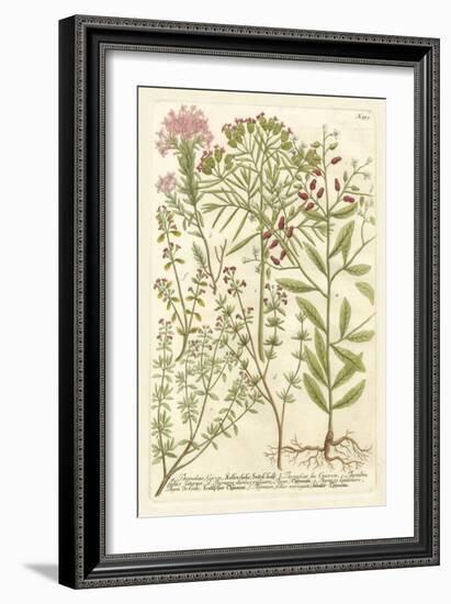 Weinmann's Garden I-Johann Wilhelm Weinmann-Framed Art Print