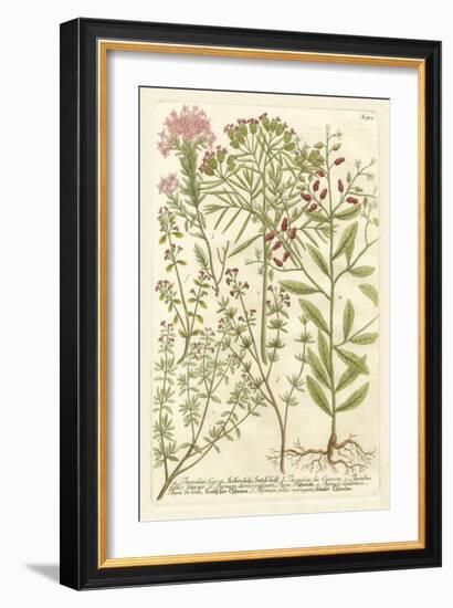 Weinmann's Garden I-Johann Wilhelm Weinmann-Framed Art Print