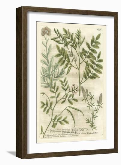 Weinmann's Garden II-Johann Wilhelm Weinmann-Framed Art Print