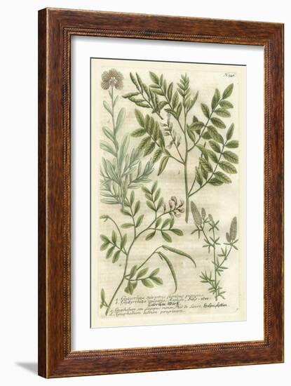 Weinmann's Garden II-Johann Wilhelm Weinmann-Framed Art Print