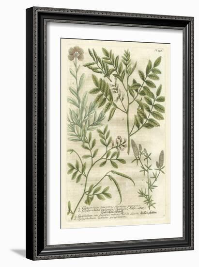 Weinmann's Garden II-Johann Wilhelm Weinmann-Framed Art Print