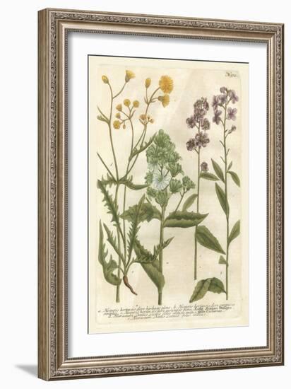 Weinmann's Garden VI-Johann Weinmann-Framed Art Print