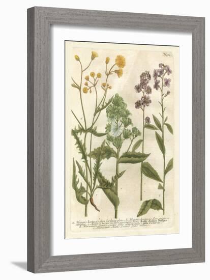 Weinmann's Garden VI-Johann Weinmann-Framed Art Print