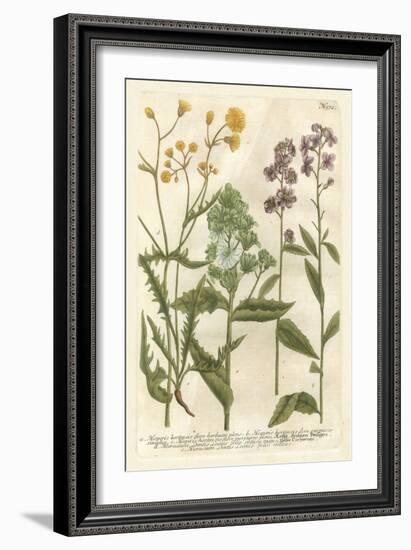 Weinmann's Garden VI-Johann Weinmann-Framed Art Print