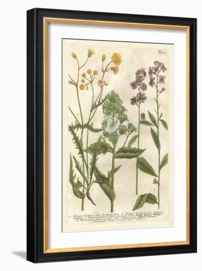 Weinmann's Garden VI-Johann Weinmann-Framed Art Print