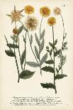 Antique Passion Flower II-Weinmann-Art Print