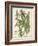 Weinmann Tropical Plants I-Johann Weinmann-Framed Art Print