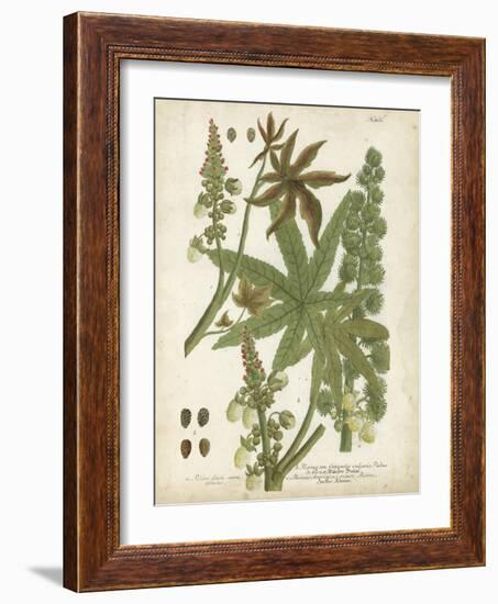 Weinmann Tropical Plants I-Johann Weinmann-Framed Art Print