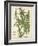 Weinmann Tropical Plants I-Johann Weinmann-Framed Art Print