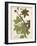 Weinmann Tropical Plants II-Johann Weinmann-Framed Art Print