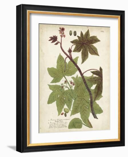 Weinmann Tropical Plants II-Johann Weinmann-Framed Art Print