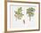 Weinmannia Rutenbergii Plant with Flower, Leaf and Fruit-null-Framed Giclee Print