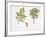 Weinmannia Rutenbergii Plant with Flower, Leaf and Fruit-null-Framed Giclee Print