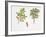 Weinmannia Rutenbergii Plant with Flower, Leaf and Fruit-null-Framed Giclee Print