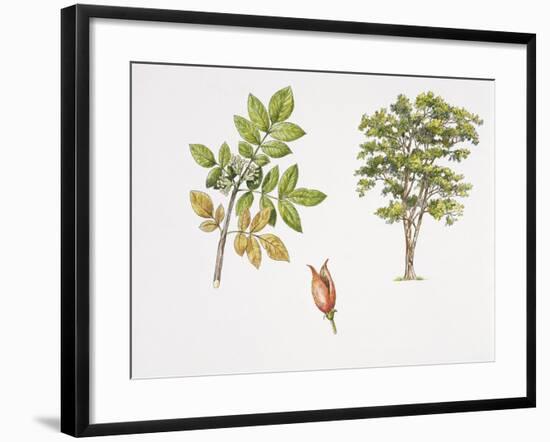 Weinmannia Rutenbergii Plant with Flower, Leaf and Fruit-null-Framed Giclee Print