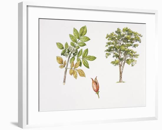 Weinmannia Rutenbergii Plant with Flower, Leaf and Fruit-null-Framed Giclee Print