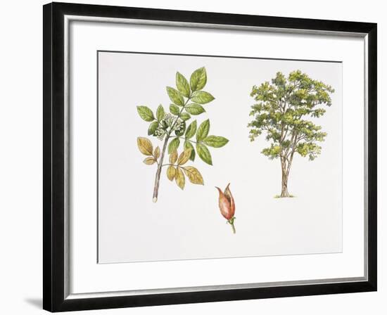 Weinmannia Rutenbergii Plant with Flower, Leaf and Fruit-null-Framed Giclee Print