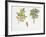 Weinmannia Rutenbergii Plant with Flower, Leaf and Fruit-null-Framed Giclee Print