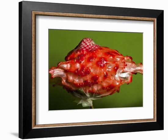 Weird Strawberry-Alan Sailer-Framed Photographic Print