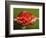 Weird Strawberry-Alan Sailer-Framed Photographic Print