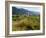 Weissenkirchen Pfarrkirche and Vineyards, Wachau, Lower Austria, Austria-Charles Bowman-Framed Photographic Print